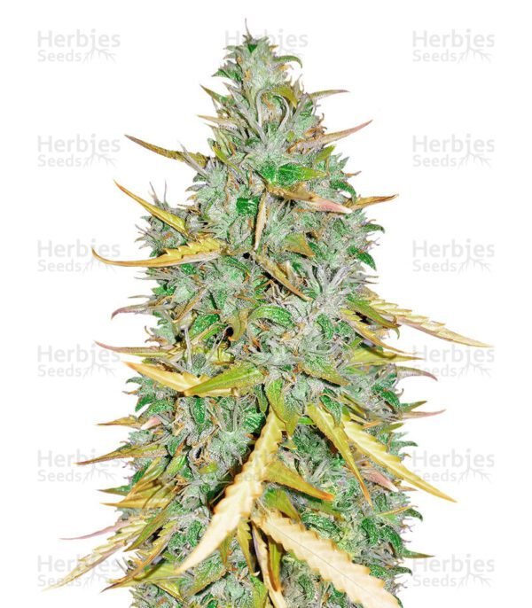 Amnesia CBD Pure Auto cannabis seeds by Humboldt Seeds