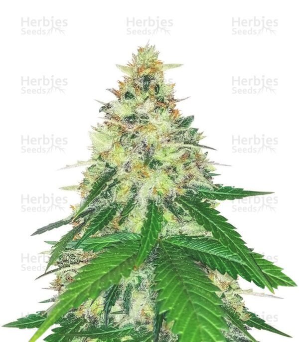 Apple Betty cannabis seeds by Herbies Seeds