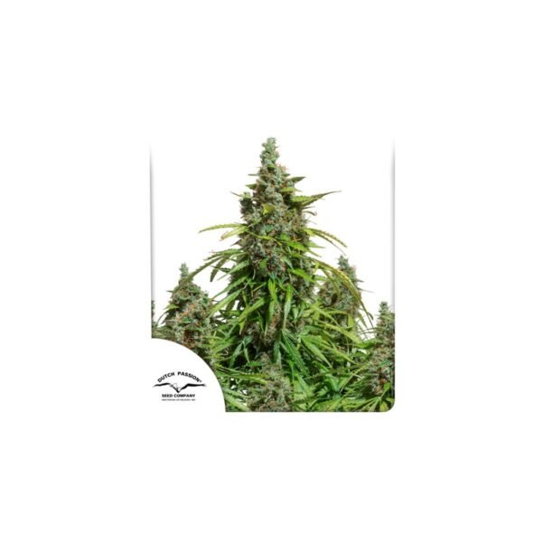 Auto Mazar cannabis seeds by Dutch Passion