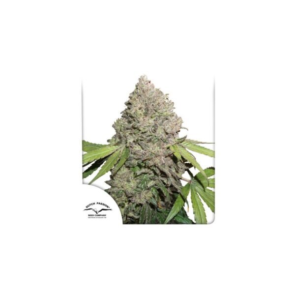 CBD Charlotte’s Angel cannabis seeds by Dutch Passion