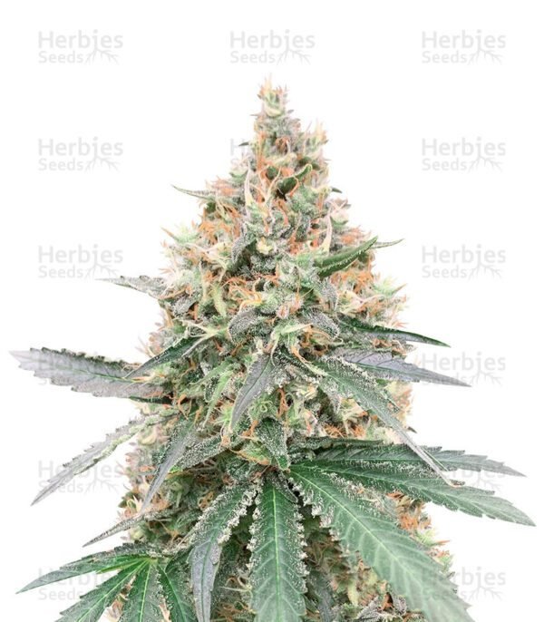 CBD Northern Lights cannabis seeds by Seedstockers