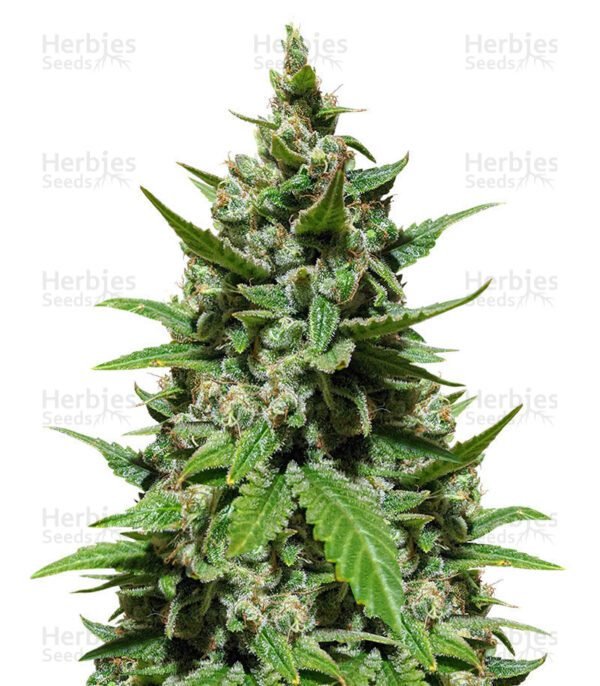 Gelato Auto cannabis seeds by Herbies Seeds