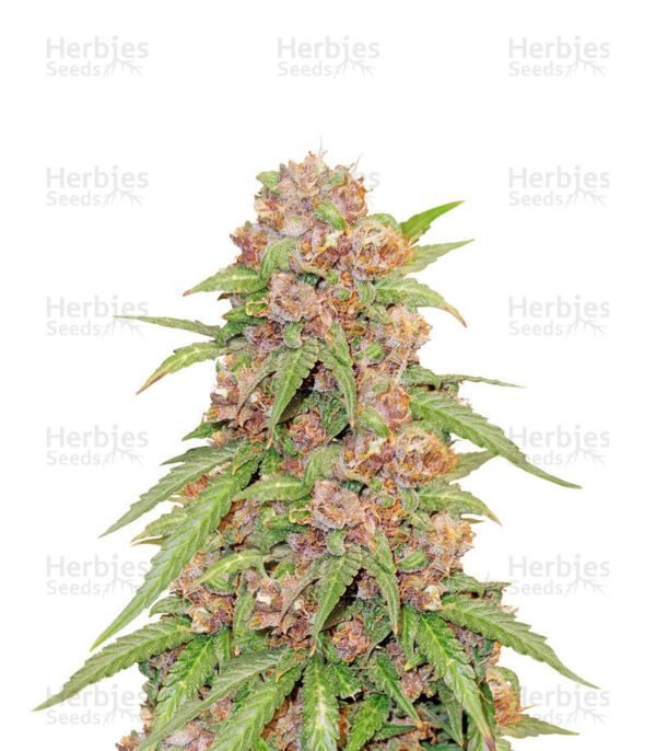 Godzilla Cookies Auto cannabis seeds by Herbies Seeds