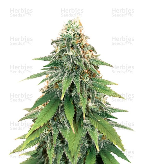 Godzilla Glue #4 cannabis seeds by Herbies Seeds