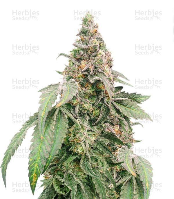 Mimosa Shot cannabis seeds by Herbies Seeds