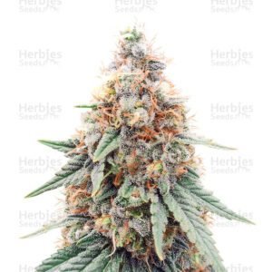 Northern Lights cannabis seeds by Herbies Seeds