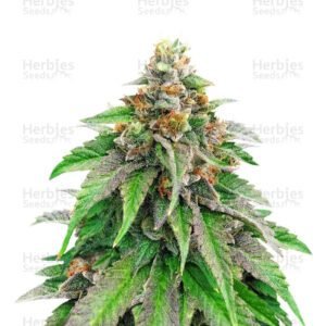 Strawberry Amnesia cannabis seeds by Herbies Seeds