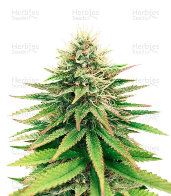 Tatanka Pure CBD cannabis seeds by Royal Queen Seeds