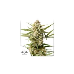 Auto Cinderella Jack cannabis seeds by Dutch Passion