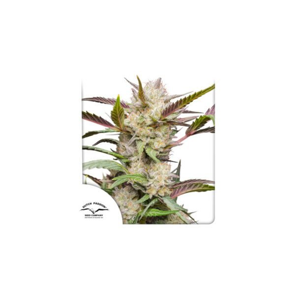 Auto Mimosa Punch cannabis seeds by Dutch Passion