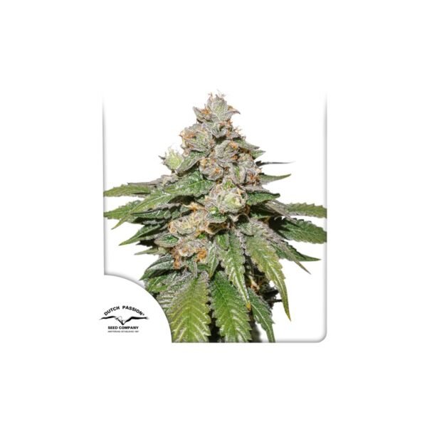 Auto Mokum's Tulip cannabis seeds by Dutch Passion