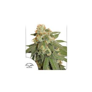 Auto Orange Bud cannabis seeds by Dutch Passion