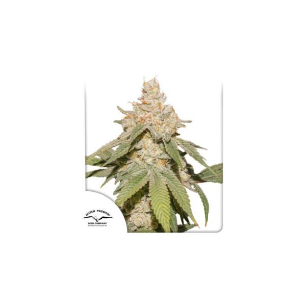 Auto SFV OG cannabis seeds by Dutch Passion