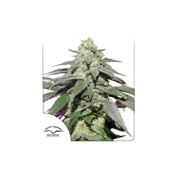 Auto Skywalker Haze cannabis seeds by Dutch Passion