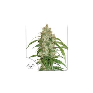 CBD Auto White Widow cannabis seeds by Dutch Passion