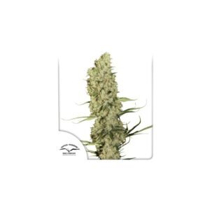 Jorge’s Diamonds #1 cannabis seeds by Dutch Passion