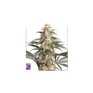 Black Lebanon cannabis seeds by Super Sativa Seed Club - Dutch Passion