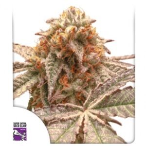 Purple OG Punch cannabis seeds by Dutch Passion