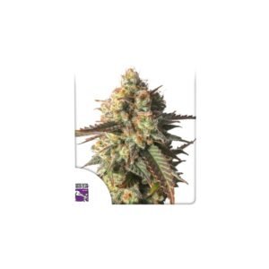 Strawberry Chemdawg OG cannabis seeds by Super Sativa Seed Club