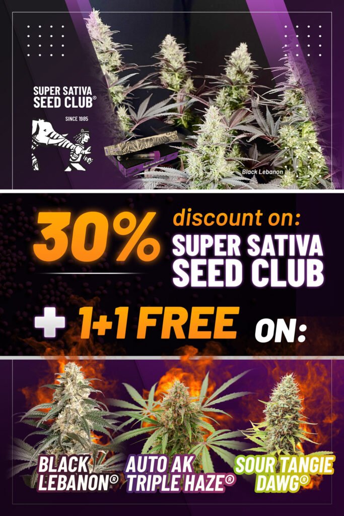 Until the end of October, find all the Super Sativa Seed Club collection seeds up to 30% off on the Dutch Passion website! And for every 1 Black Lebanon, Auto AK Triple Haze or Sour Tangie Dawg seed you buy, you'll get 1 free 🥳