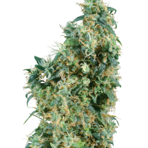 First Lady Regular is 95% indica and 5% sativa.It has a very short flowering period and produces generous yields. First Lady Regular is a compact strain when grown inside, but can reach as high as 300 cm when cultivated outdoors. The plants have a spicy, hashish aroma and taste, and lots of sticky resin. Its high is very indica – deep, intense and relaxing.