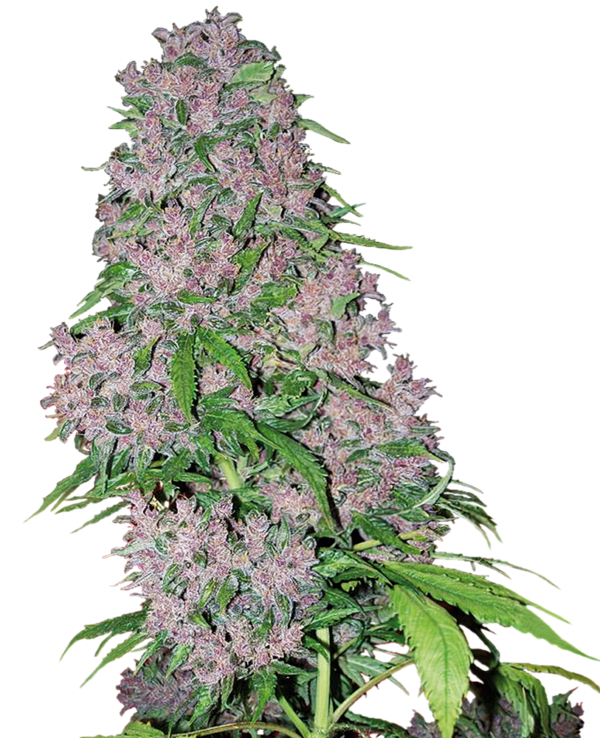 Purple Bud feminized cannabis seeds by White Label