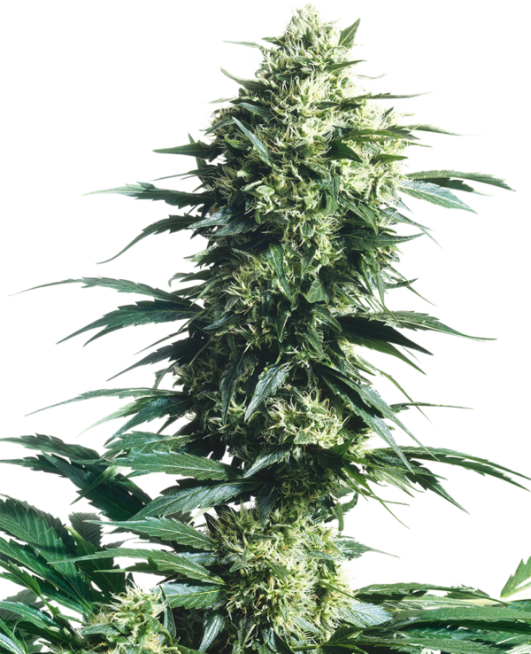 Mother's Finest Regular is a sativa hybrid (70%) from the Jack Herer breeding programme. It’s not a strain for novices, but for fans with experience and an interest in a euphoric Haze high. Multi-award-winner at the Highlife Festival.