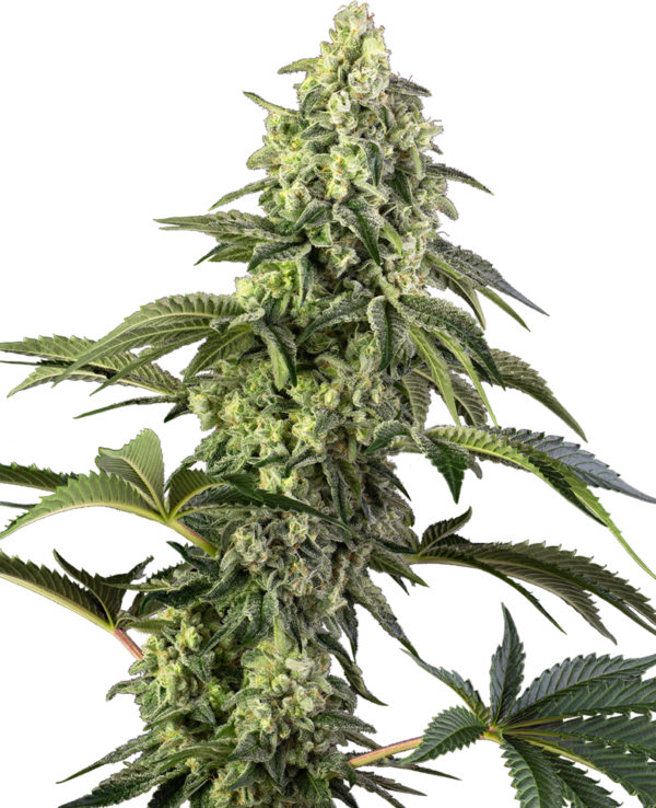 Cosmic Kiss Feminized is an 80% indica and 20% sativa. It was developed by interbreeding Rainbow Belts 2.0 with Bacio to reinforce resin production and cannabinoid content