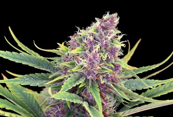 Purple Kush cannabis seeds by Kannabia Seeds