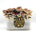 Golden Teacher growkit Alchimiaweb