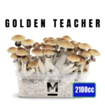 Golden Teachers growkit Avalon Magic Plants